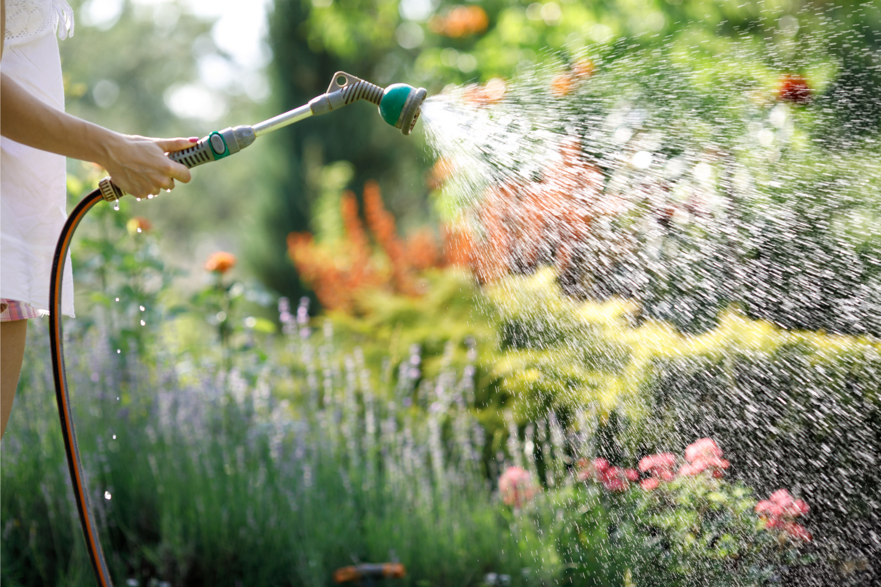 A woman uses a garden hose equipped with a spray nozzle to water flowers