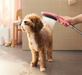 Hansgrohe 04973 DogShower 150, 3-Jet Select with Quick Connect - NYDIRECT